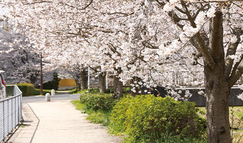 春には満開の桜で彩られる赤川遊歩道。