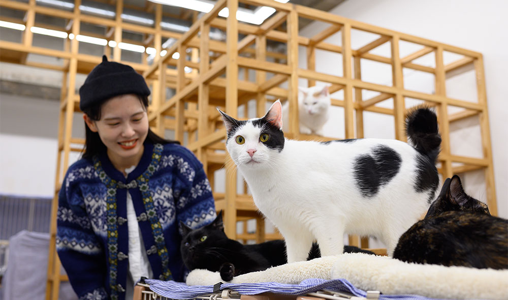 保護猫カフェ ネコリパブリック広島