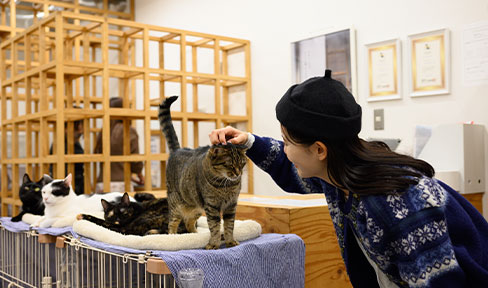 保護猫カフェ ネコリパブリック広島