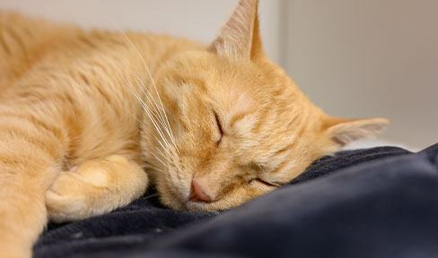 保護猫カフェ ネコリパブリック広島